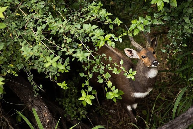 5-Day Safari At Hoyo Hoyo Lodge & The Cape Milner - Photo 1 of 8